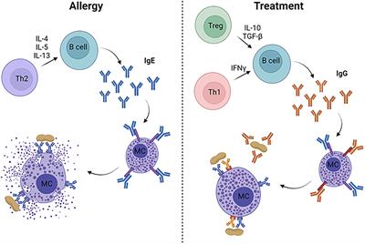 Mouse Models of Food Allergy in the Pursuit of Novel Treatment Modalities